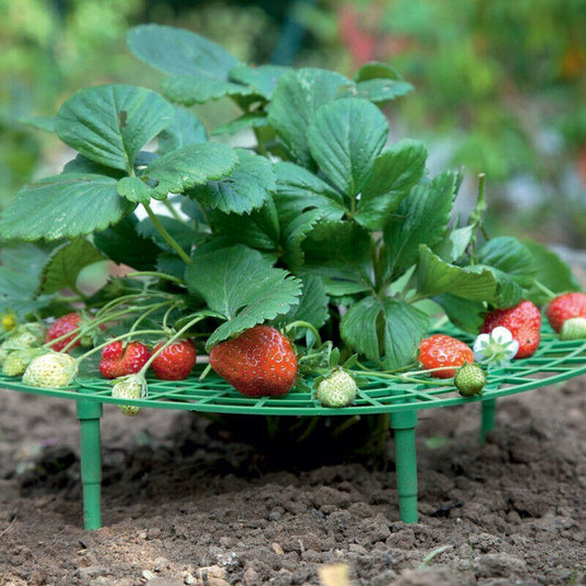 Adjustable Strawberry Support Stand/ Plant Climbing Rack Tools For Rot Proof
